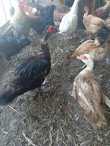 животные на продажу: Продаю домашних курей. цыплят молодняк 2-3 месячных. можно выбрать — 3