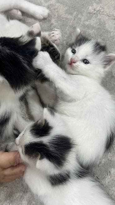 scottish fold: Беспородная, 2 месяца, Мальчик, Биколор, Приучена к лотку — 3
