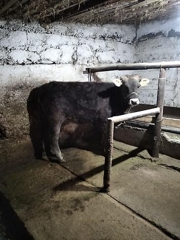 ангуз бука: Продаю | Тёлка | На откорм, На забой | Привязанные — 3