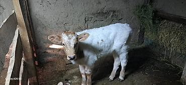 голштин телята: Продаю | Музоо, торпок | Для молока — 1