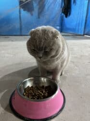 сколько стоит вислоухий котёнок: Скотиш Фолд (Шотландская вислоухая), 1 год, Мальчик, Лиловый, Приучена к лотку — 3