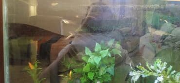 корм для форел: Гуппи одна стоит 150 - Аквариумные живородящие рыбки гуппи (Poecilia — 7