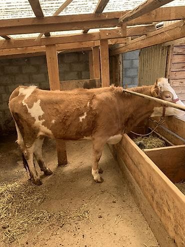 револьвер бульдог: Продаю | Корова (самка) | Симментальская | На откорм | Привязанные — 3