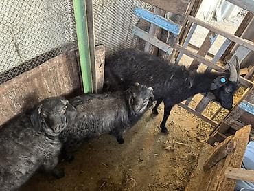 козы козлы: Продаю | Козлёнок, Коза (самка) — 1