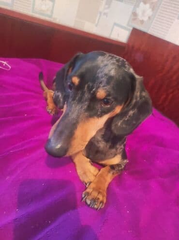 бордер колли собака: Такса, 3 года, Самец — 7