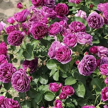 продаю шиповник: Рассада цветка: Розы — 3