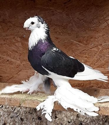 белый голубь: Куплю таких голубки нужны — 2