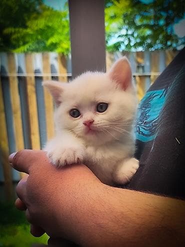 сиамская кошка даром: -! ШОТЛАНДСКИЕ ПОРОДИСТЫЕ КОТЯТА ! — 2