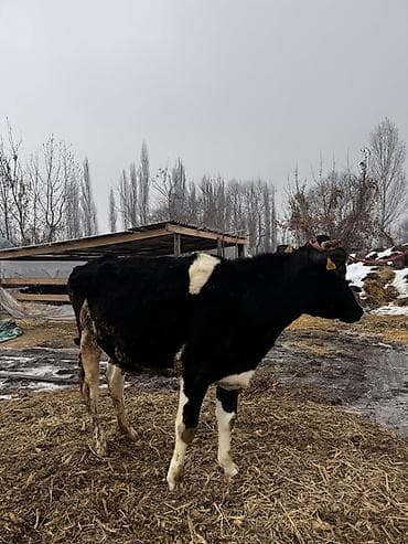 по карова: Продаю | Корова (самка) | Голштин | Для разведения | Привязанные — 5