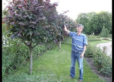 Жогорку басымдагы жуугучтар: Саженцы фундука сортового. Описание: - Крупноплодный фундук с — 6