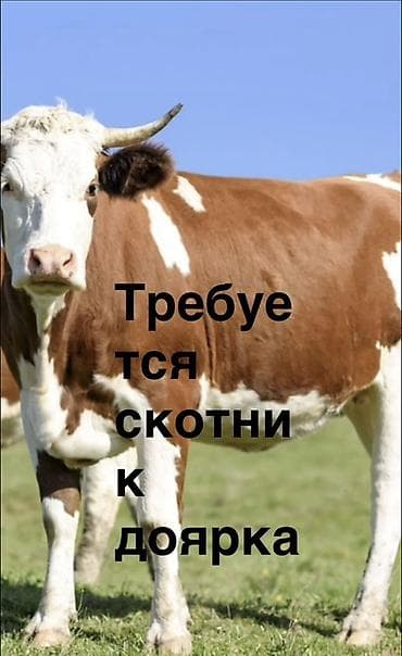 электрик ош: Требуется доярка на ферму срочно двух разовая дойка — 2