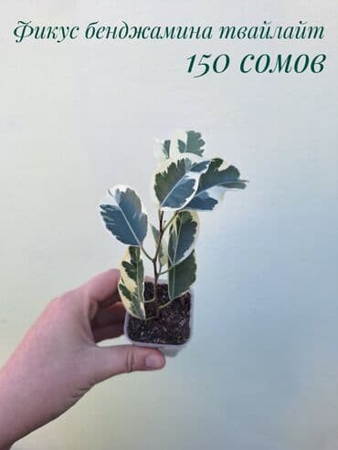 покупка деревьев: ● Комнатные растения (укоренённые черенки, молодые растения, взрослые — 25