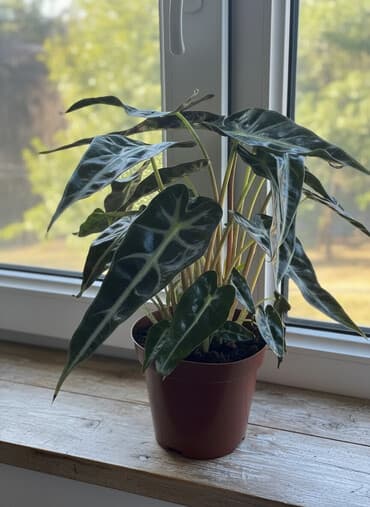 полька саженцы: Алоказия Поли (Alocasia x amazonica ‘Polly’). 2 растения в одном — 1