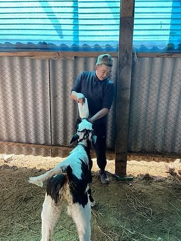 бодоно сатып алам: Продаю | Музоо, торпок | Для молока | Искусственник — 6