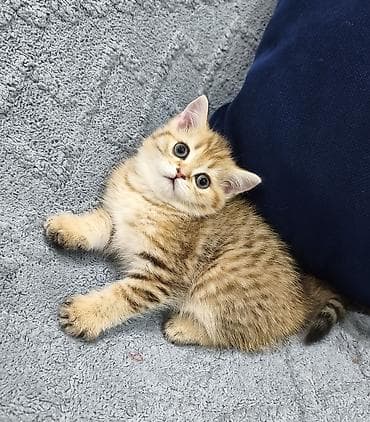 кошка токмок: Предлагается к предварительному резерву шотландский котенок. Девочка — 1