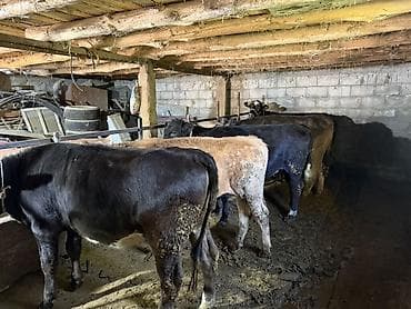 кой сойу: Продаю | Тёлка | Полукровка, Ангус, Алатауская | На откорм | Привязанные — 3