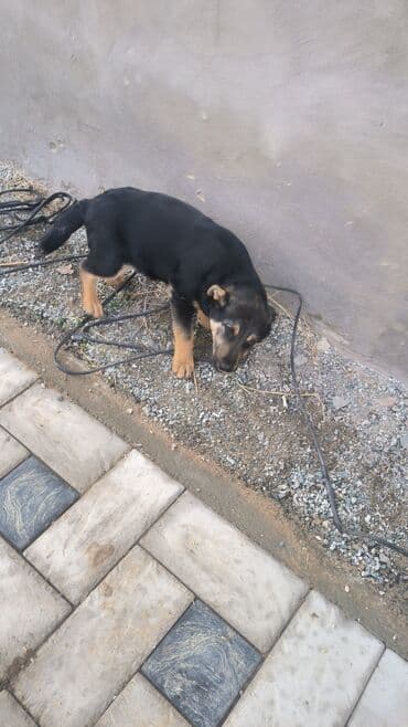 акита ину цена: Отдам хорошую руки хороший звонок — 2