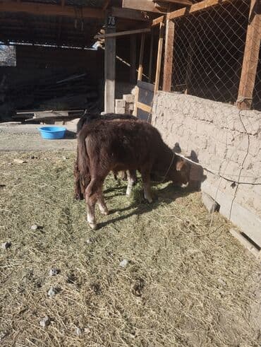 английский кокер спаниель щенок цена: Продаю | Бык (самец), Музоо, торпок | На откорм — 1