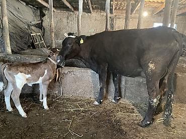 собаки в бишкеке бесплатно: Продаю | Корова (самка), Тёлка | Для разведения — 6