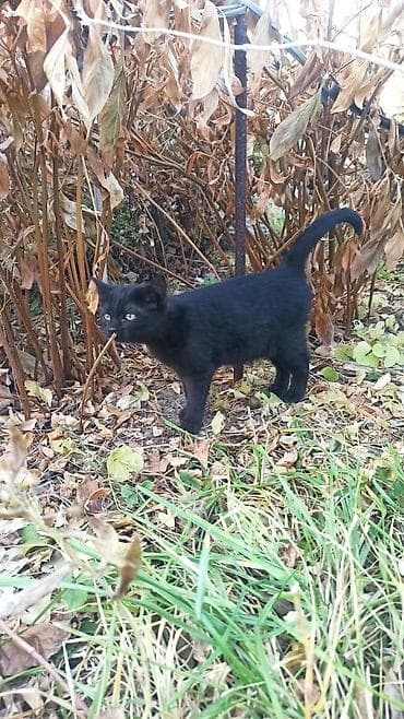 кото: Ищем дом для двоих котят (котик и кошечка)! 🐈 Возраст — 4 месяца — 2