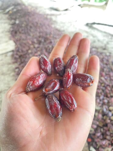 куплю саженцы плодовых деревьев в карабалта: Шиповник (Ит мурут) королевский и маленький сорт, чисто экологический — 1