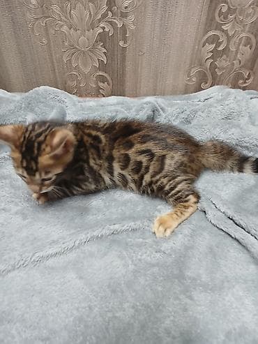 бенгальские кошки цена бишкек: Бенгальские котята от породистой кошки. - Яркий леопардовый рисунок — 3