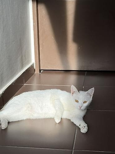 котяти: Отдам добрым людям, которые знают уход за животными, которые — 2