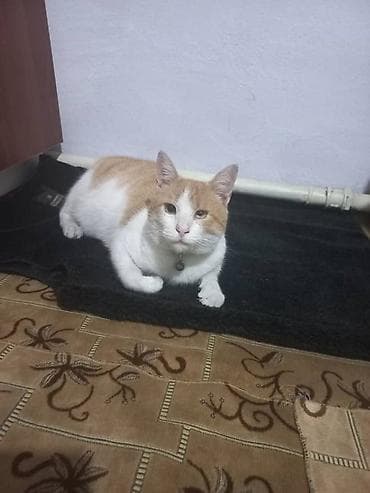 2 года, Мальчик, С прививками, Приучена к лотку, Проглистована