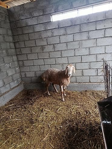 ящик для одежды: Продаю | Овца (самка) | Для разведения | Матка — 1