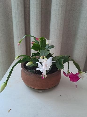 фикус лировидный купить: Декабрист (Schlumbergera, Рождественский кактус) — комнатное цветущее — 1