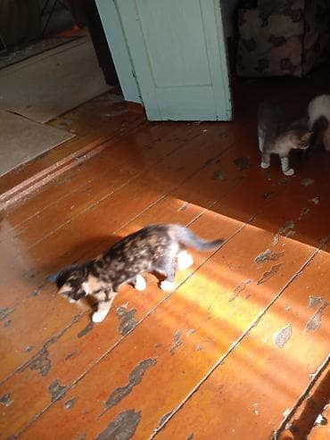 корма: Котята, помёт домашней кошки. - Возраст: примерно 1,5–2 месяца (по — 2