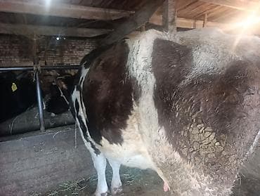 корова стельные: Продаю | Корова (самка) | Для разведения | Привязанные — 4