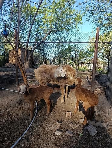 баран кант: Продаю | Баран (самец) | Арашан | Для разведения | Матка — 4