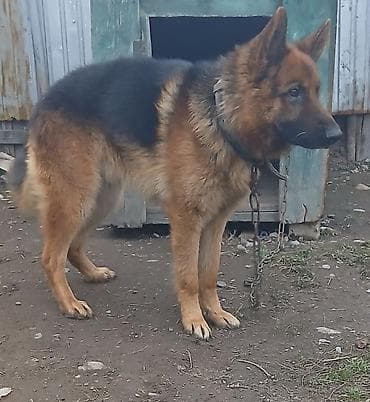 Отдам даром собаку: Немецкая овчарка, кобель. Классический окрас: чёрно-рыжий с плотным — 1