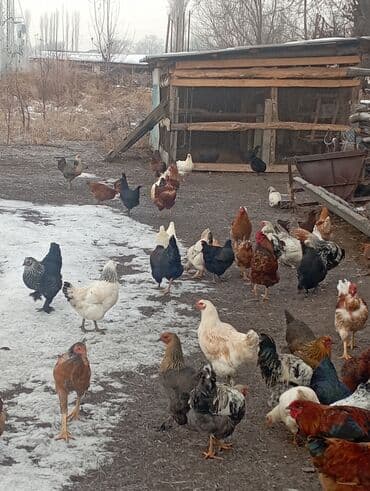 курица купить: Продаю | Куры | Для разведения — 9