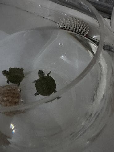 фильтр для пруда: Малыши водные черепахи (примерно 3–4 см панцирь). Активные, хорошо — 3