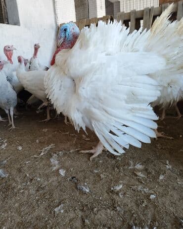 продаю перец: Индюк :, Платная доставка — 4