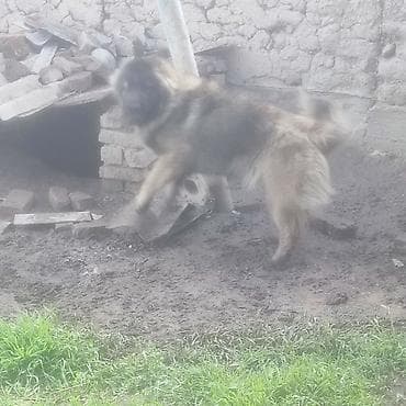 хаски маламут: Кавказская овчарка с документами - Порода: кавказская овчарка — 3