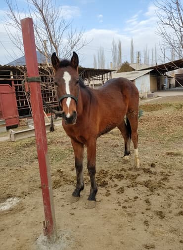 где можно купить кошку в бишкеке: Продаю | Жеребец | Полукровка | Для разведения | Племенные — 1
