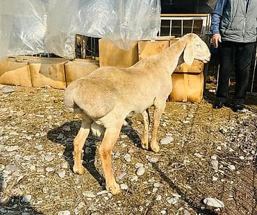 Продаю | Овца (самка), Ягненок, Баран (самец) | Гиссарская, Арашан | Для разведения | Племенные