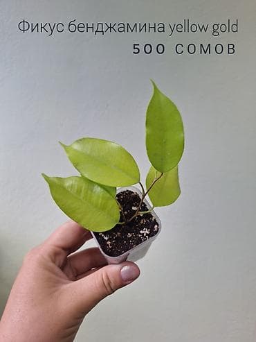 оптом светы: 🪴В продаже фикусы разных сортов. 🌿Названия и цены указаны на фото — 3