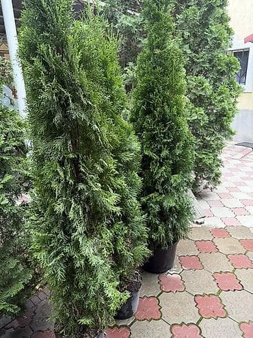 озеление: Туя смарагд западная в горшках (саженцы для живой изгороди) - Сорт — 2