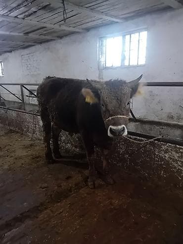 Ветеринар кызматы: Сатам | Бука (эркек) | Голштин, Швиц | Көбөйтүү үчүн | Жасалма жол менен боозутуу — 6