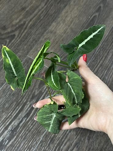 сциндапсус: Добрый день! В продаже комнатные растения: Сингониумы - конфетти — 9