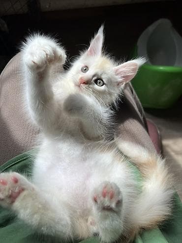 коты белый: Мейн-кун, 2 месяца, Мальчик, Приучена к лотку, Проглистована, С документами — 3