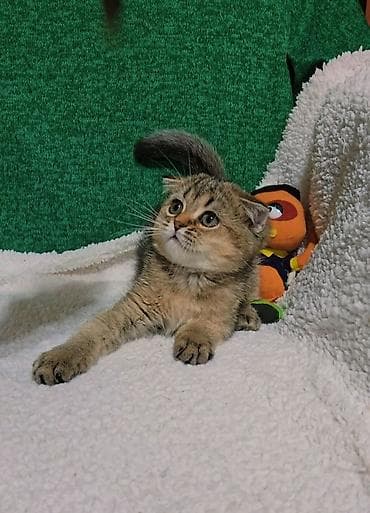 шиншилла грызун: Шотландские котята — 8