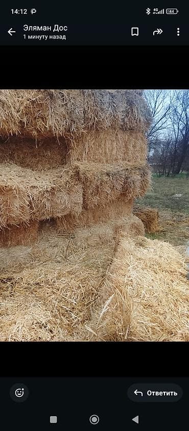 Услуги ветеринара: Продаю солому в тюках 80 тюков — 1