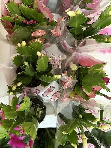 цветущий каланхое: Шлюмбергера (декабрист, рождественский кактус) в горшке. - Компактное — 2