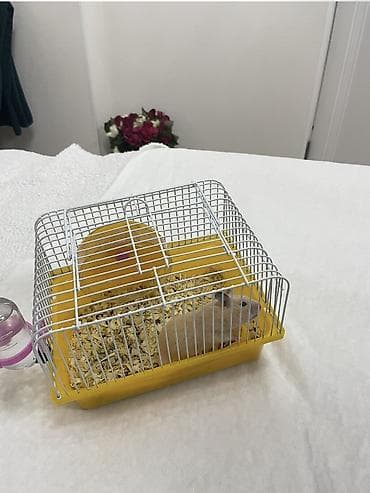 Шиншиллы: Отдам в хорошие руки. Сирийский (золотистый) хомячок, активный и — 3