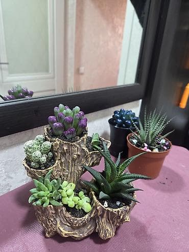 Комнатные розы: Композиция из суккулентов в многоярусном кашпо - Состав: несколько — 3